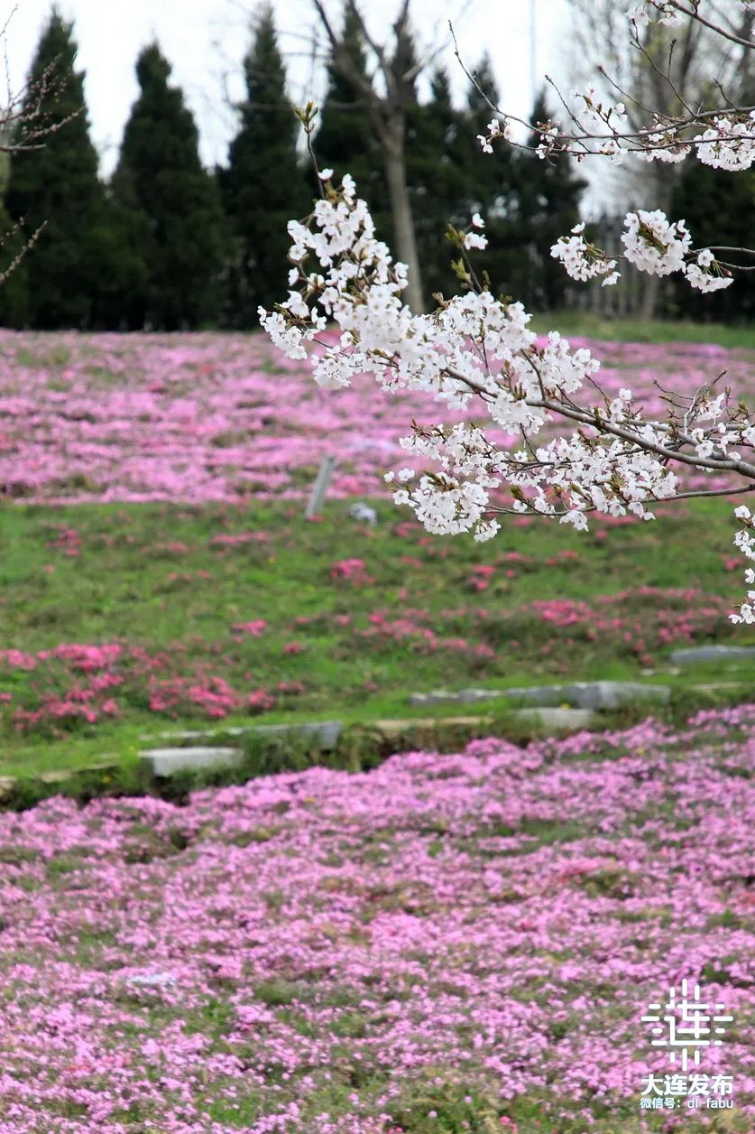 漫步大连,又是被“圈粉”的一天