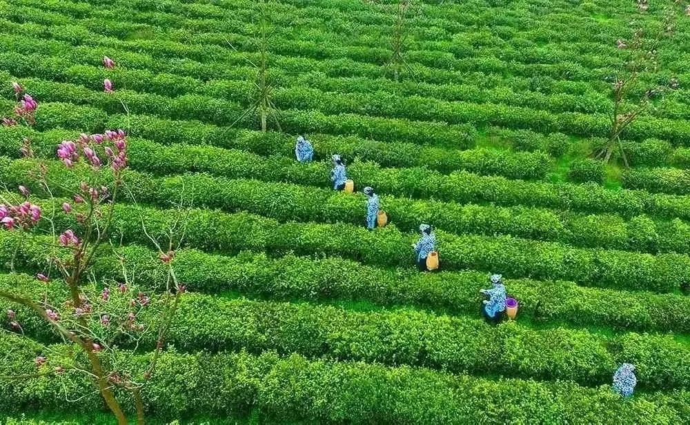 雨花茶和龙井茶的区别,雨花茶和西湖龙井