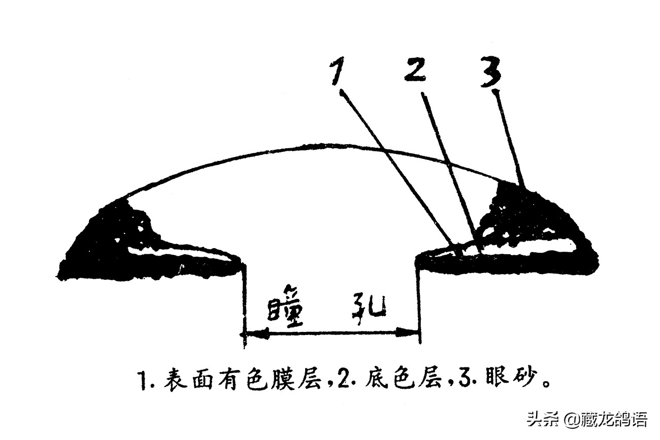 鸽眼瞳孔的特征,鸽眼的左眼比右眼显示出好的特征