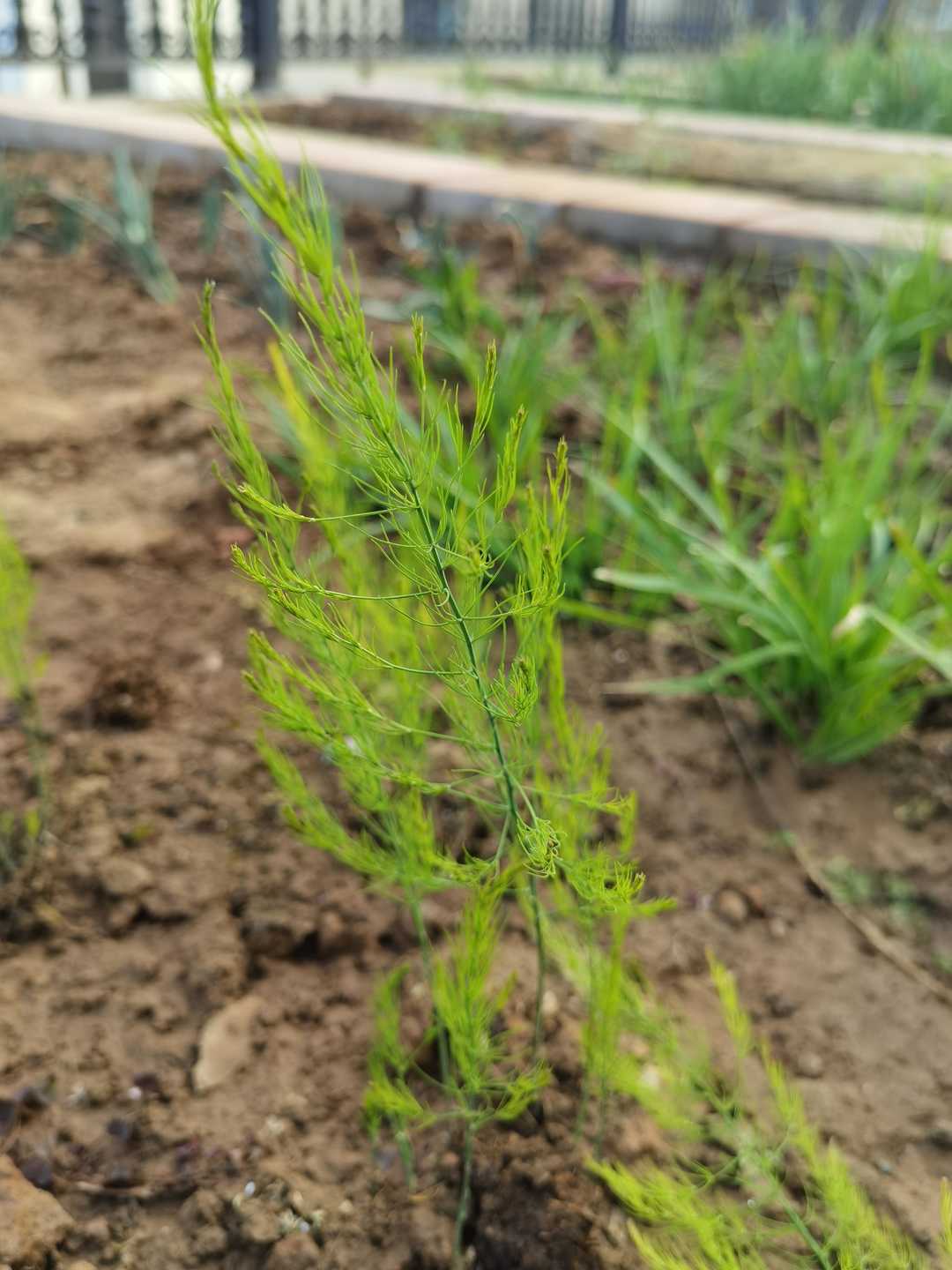 芦笋抗癌真的那么神奇吗,芦笋都是野生的吗