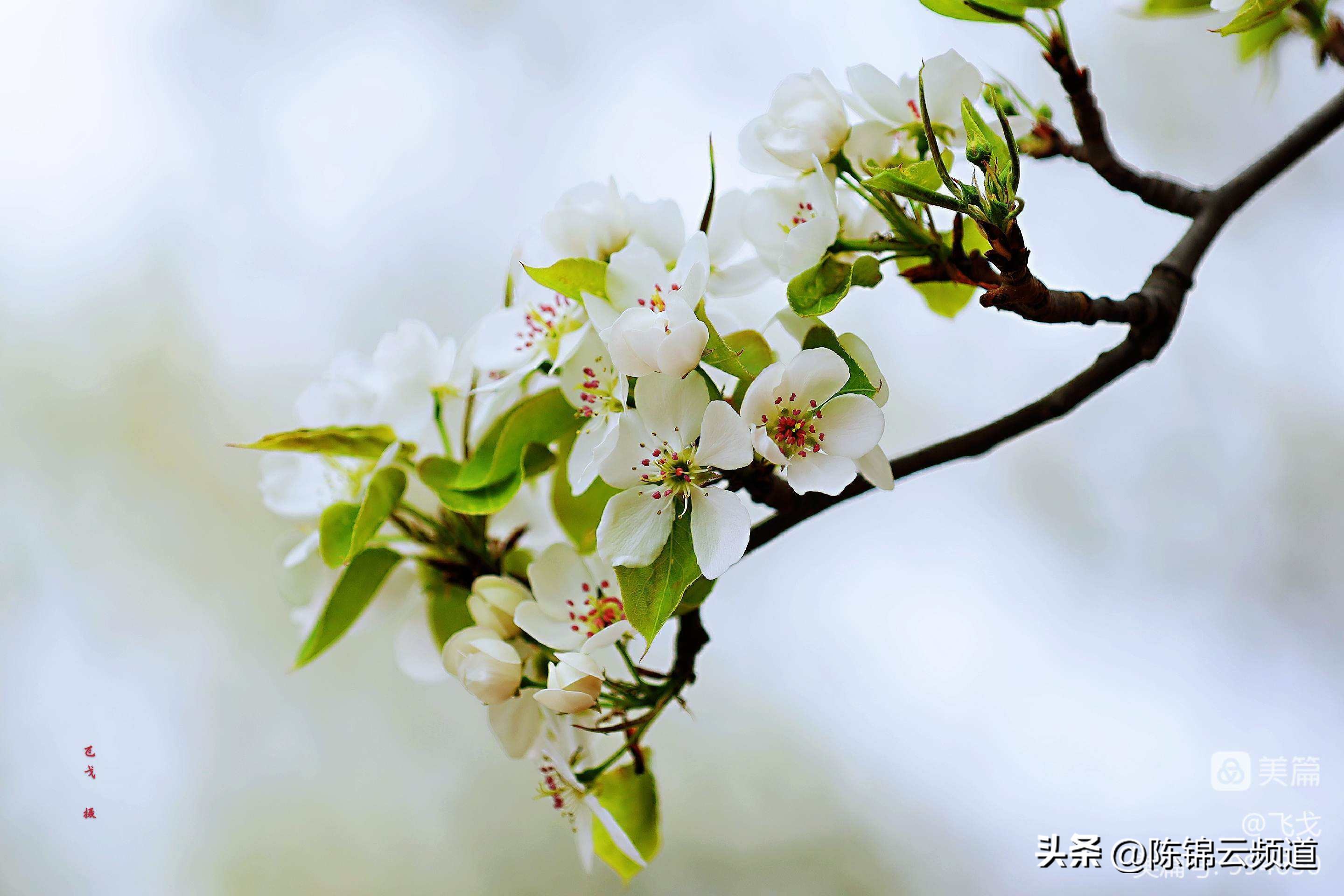 关于重阳节春节清明节的古诗,清明节积累关于传统节日的古诗词