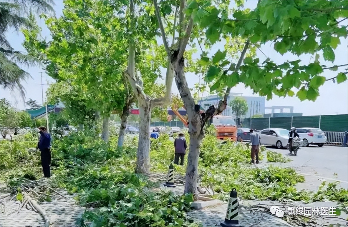 草坪苗木生长抑制最好方法,草坪灌木苗的养殖方法