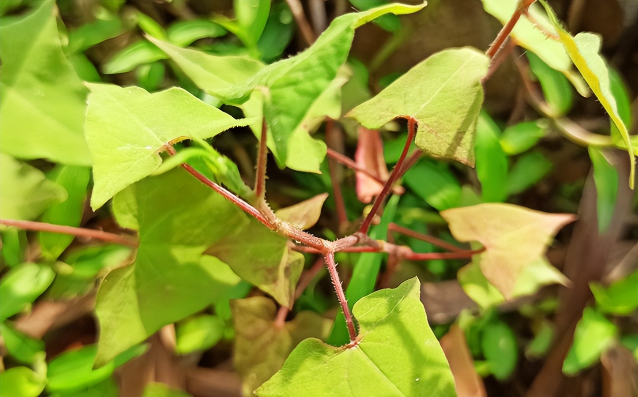 治蛇伤最好的植物,可以治蛇伤的植物是什么