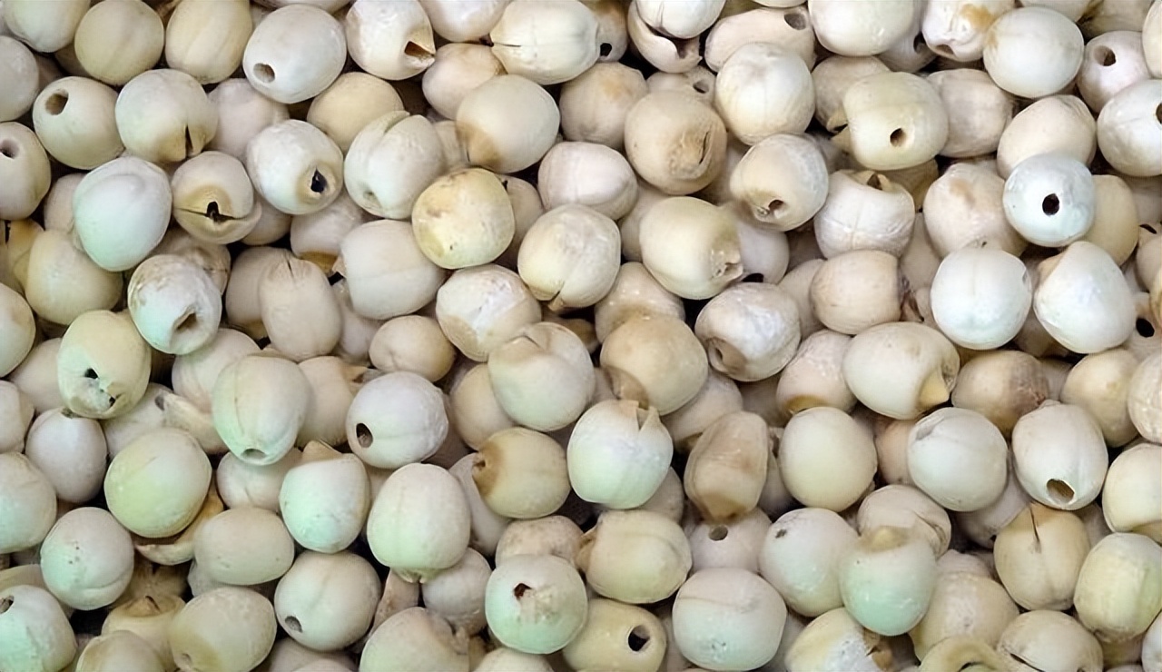 大荷花可以用莲子繁殖吗,莲商会精品太空莲子苗