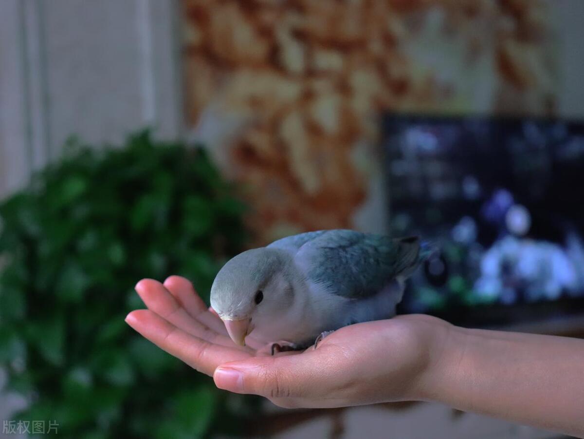 鹦鹉常见疾病和治疗,鹦鹉得马立克氏病存活率