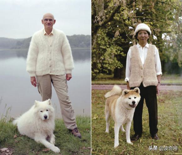 萨摩耶开始掉毛,萨摩耶铲屎官报道