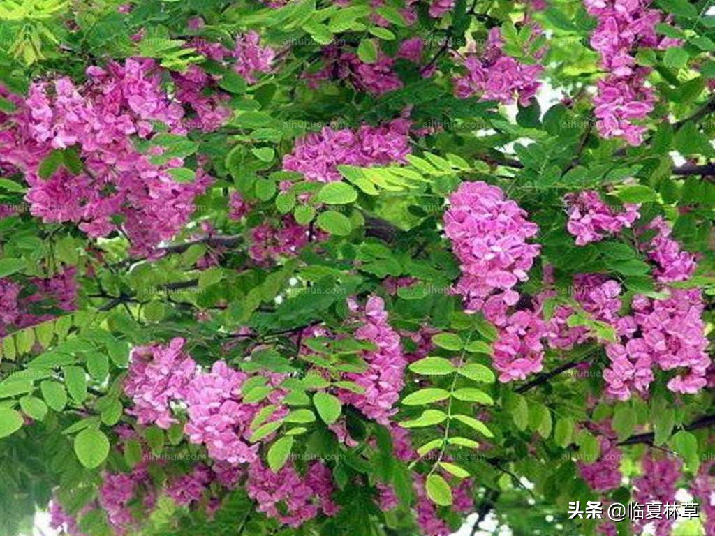 【临夏林草文化】科普篇‖千树万树槐花开，浮香一路到天涯