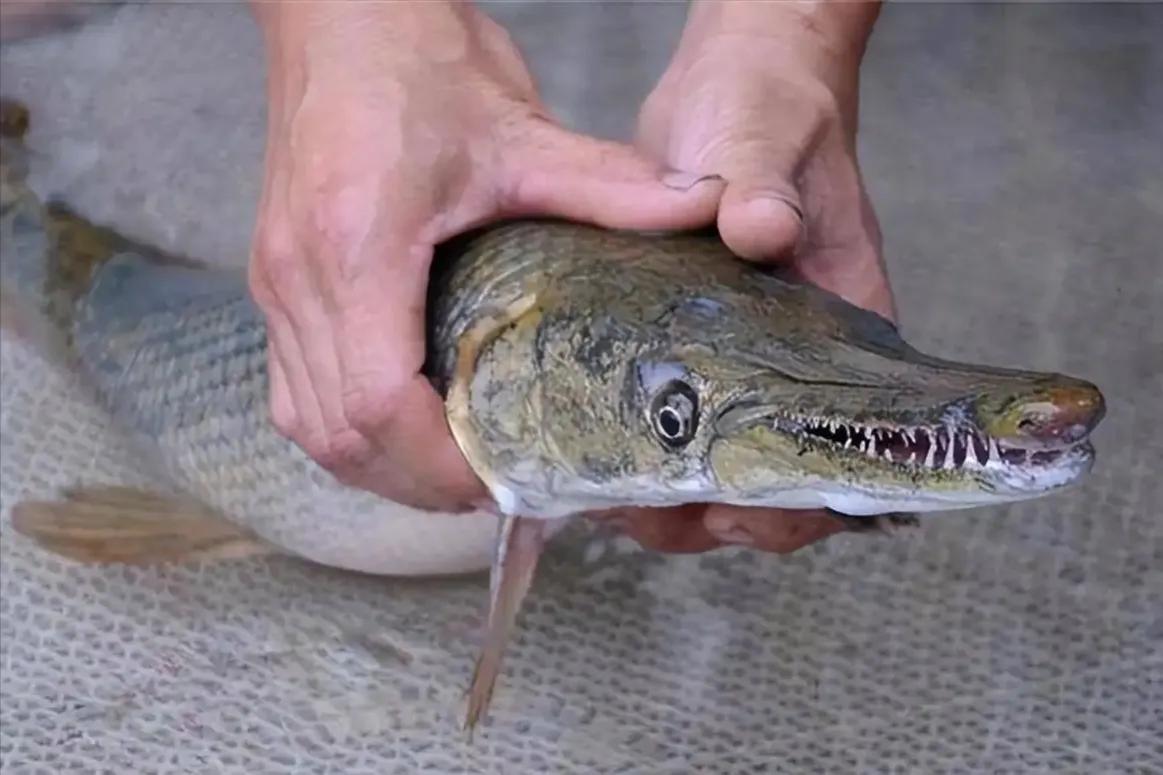 北美怪鱼凶如鳄鱼,巨怪鱼现身