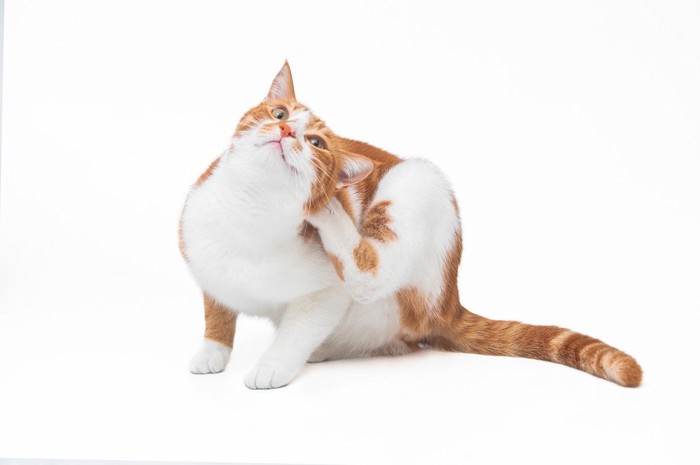 消除“跳蚤”效果不佳的3种方法!正确的预防方法