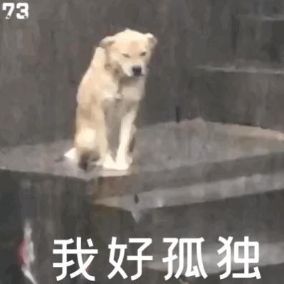 最近比较火的小狗表情包,最近特别火的小狗表情包