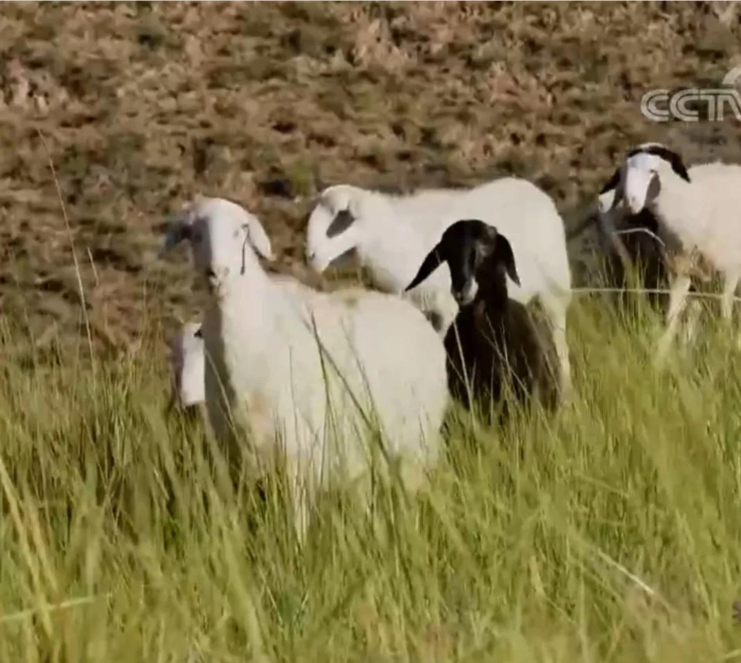 小伙承包80亩土地变成基本农田,农村小伙承包300亩地