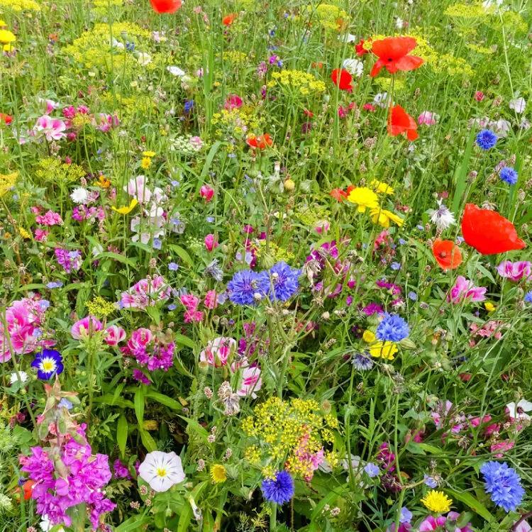 头条挑战赛：对《七律·秋叶即景（平水韵/六麻）》的注引解释