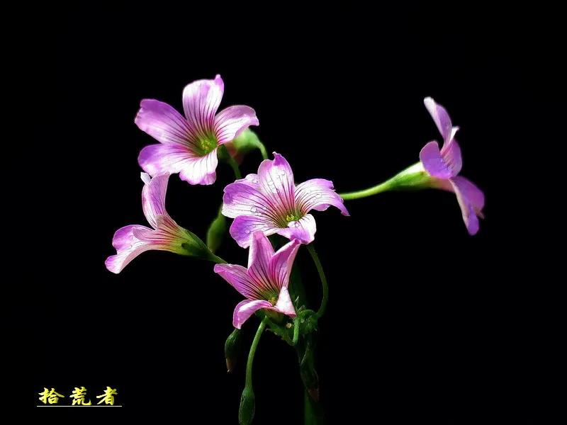 酢浆草黄色大花,类似酢浆草的野花叫什么