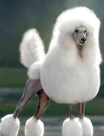 第一次养狗狗哪种狗狗适合新手养,几个月的狗狗适合新手养