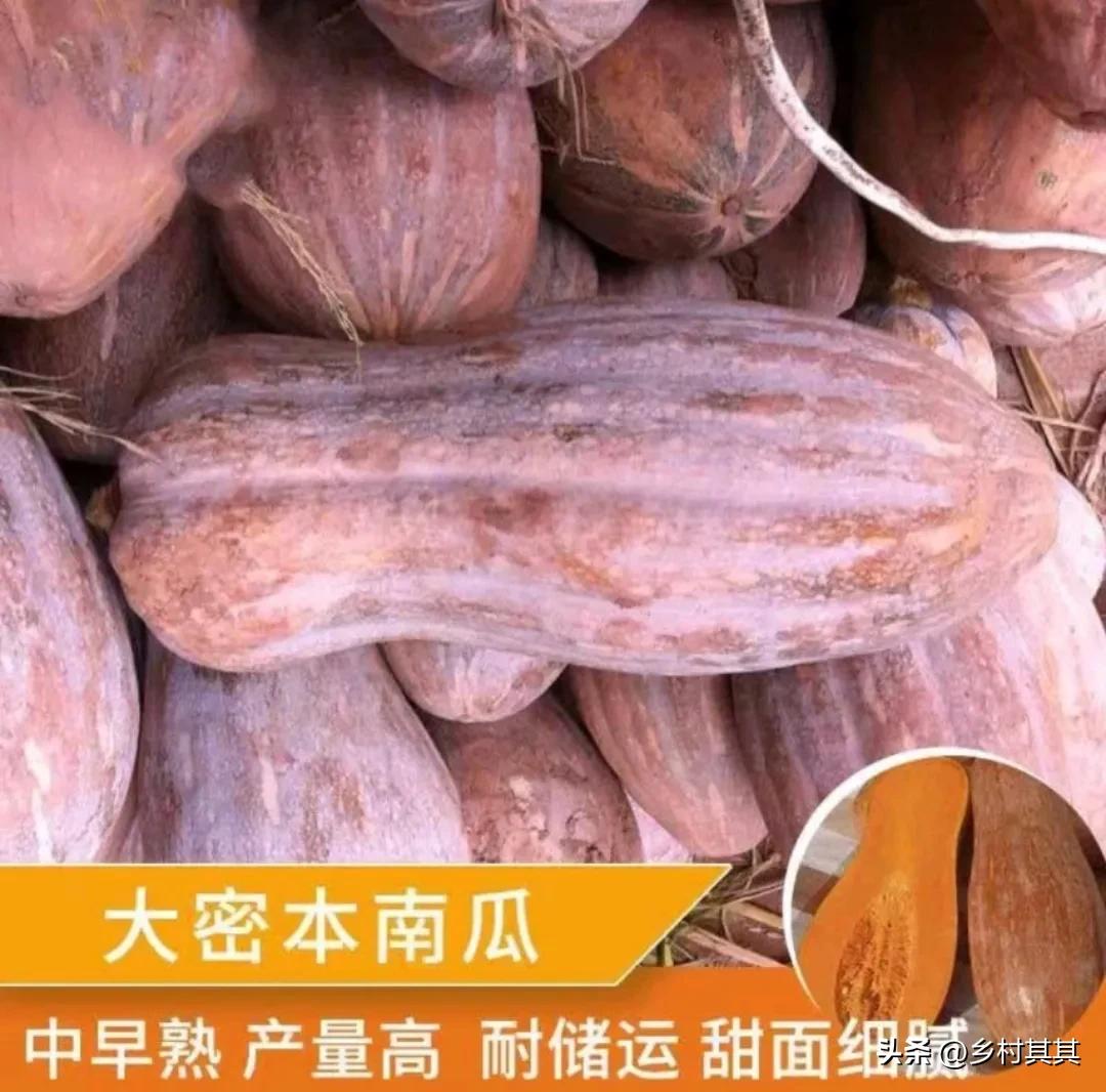 一株南瓜苗结多少个瓜,一个南瓜苗可以种出多少南瓜