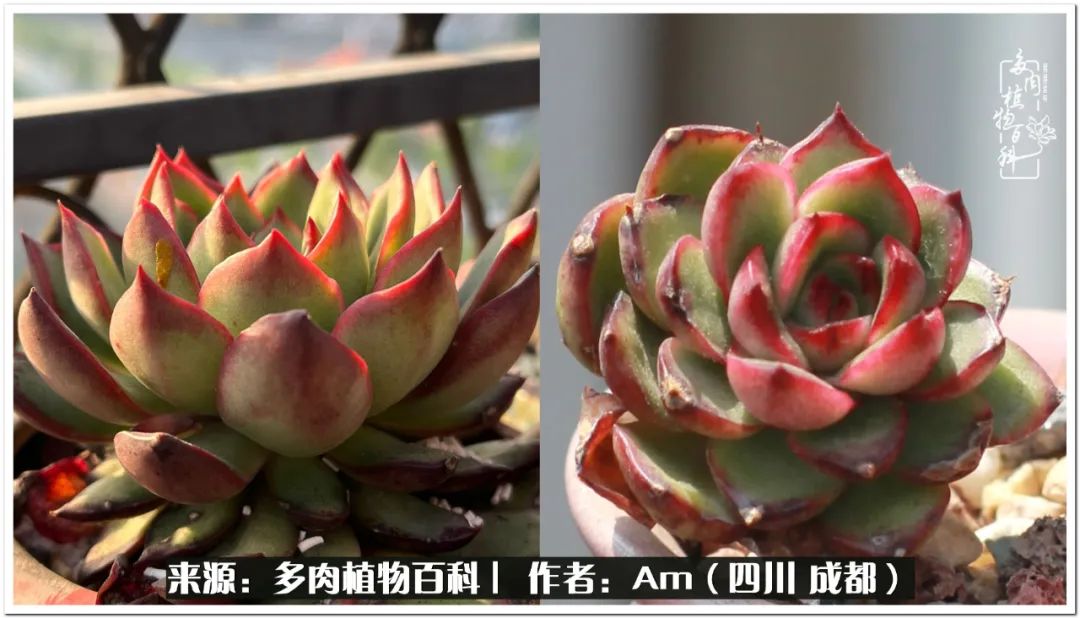 多肉小盆友生活多姿多彩,多肉小精灵福享不停