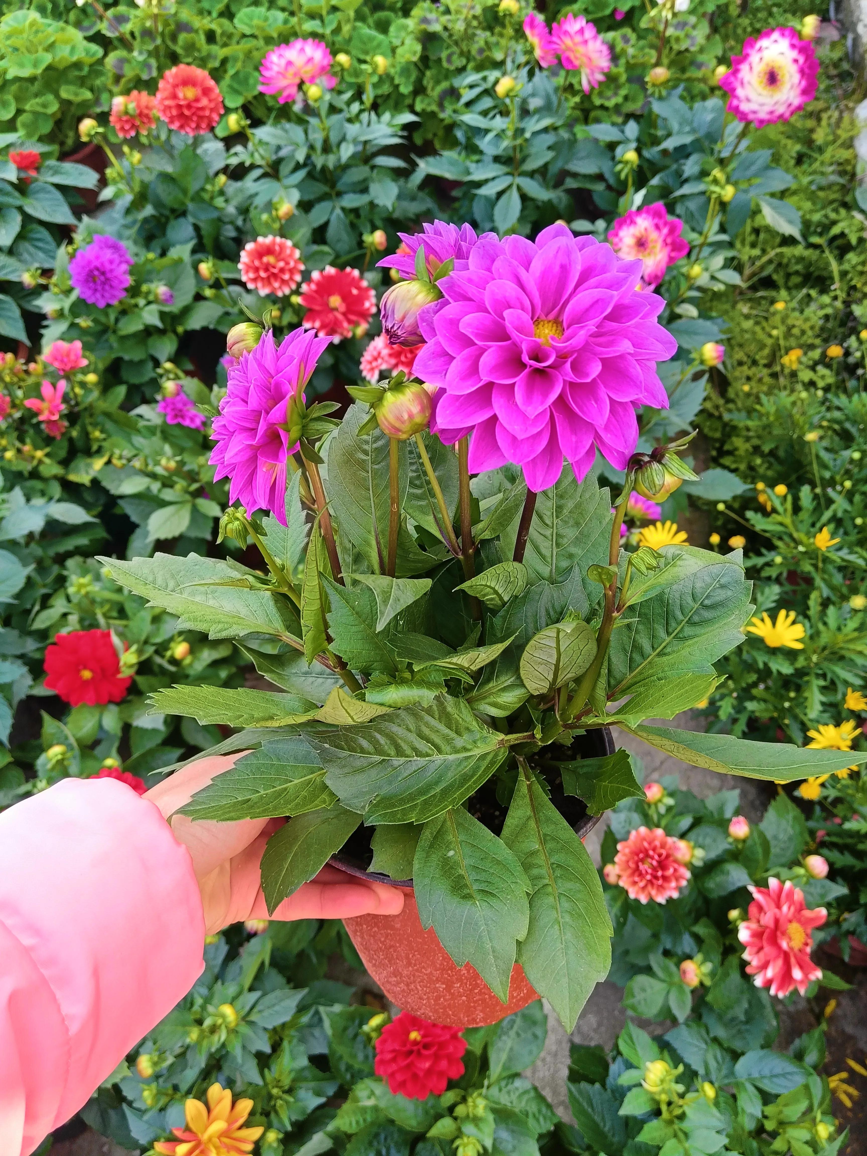 养花得了蚜虫蚧壳虫小黑飞,水里“加点它”,统统“灭干净”