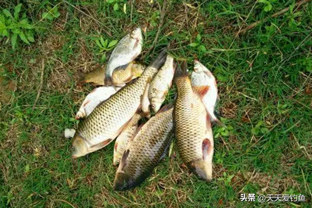 无鱼咬钩钓位图解,冬季野钓无鱼咬钩3种原因