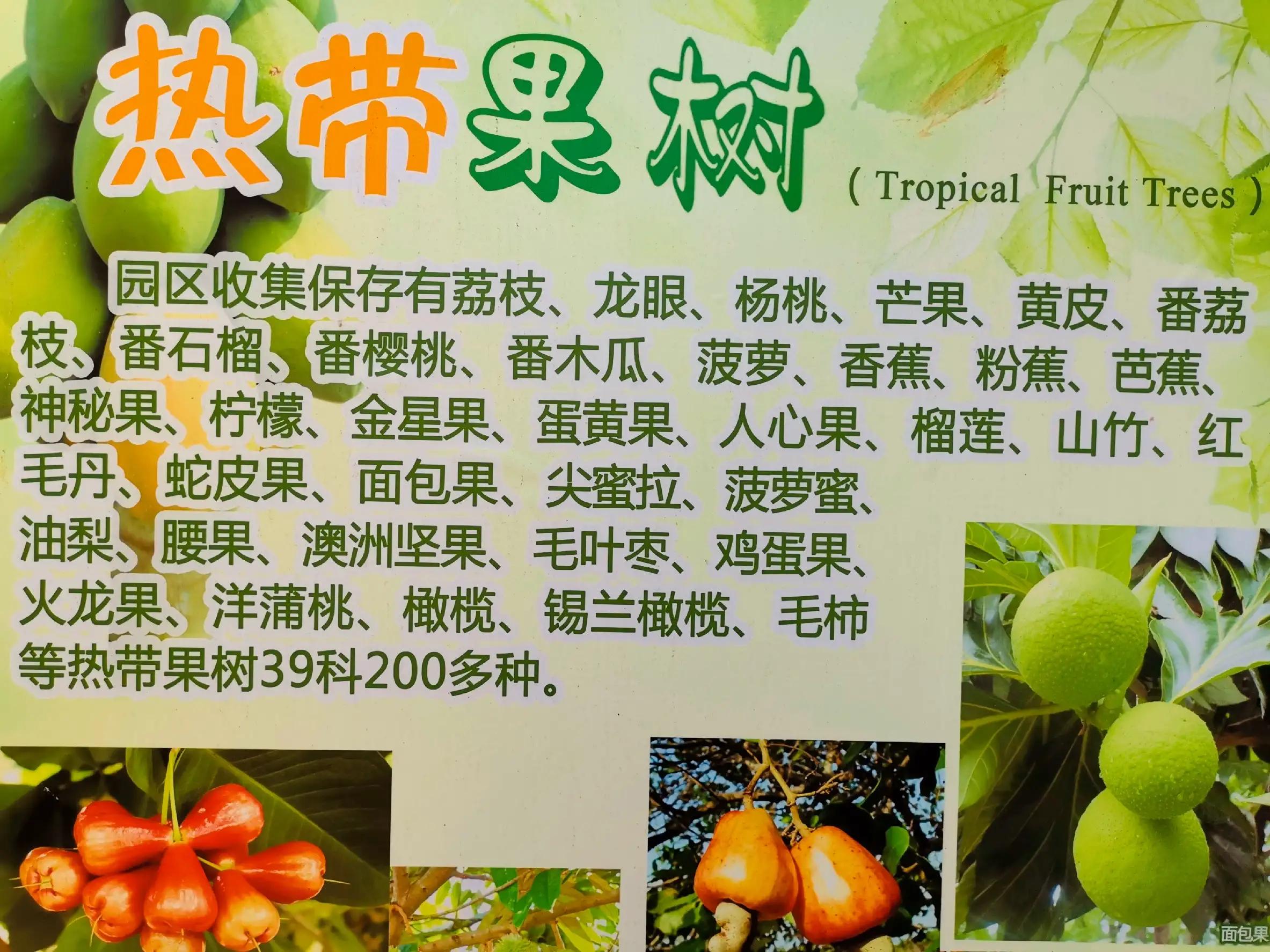 兴隆热带植物园攻略,兴隆热带植物园一日游