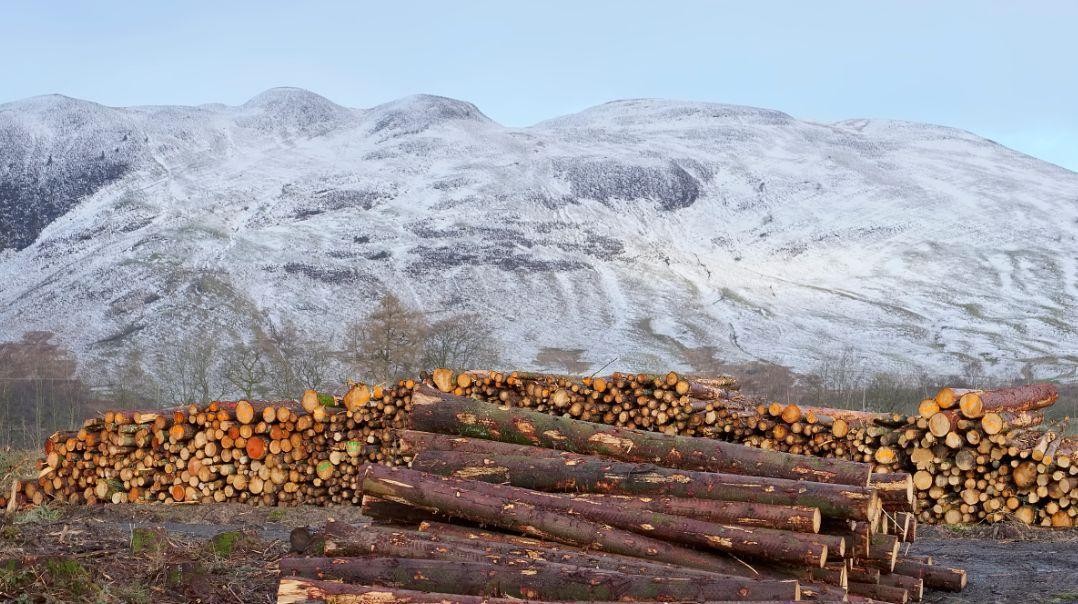 木材交易,为何能成为中世纪英国与波罗的海之间的枢纽?