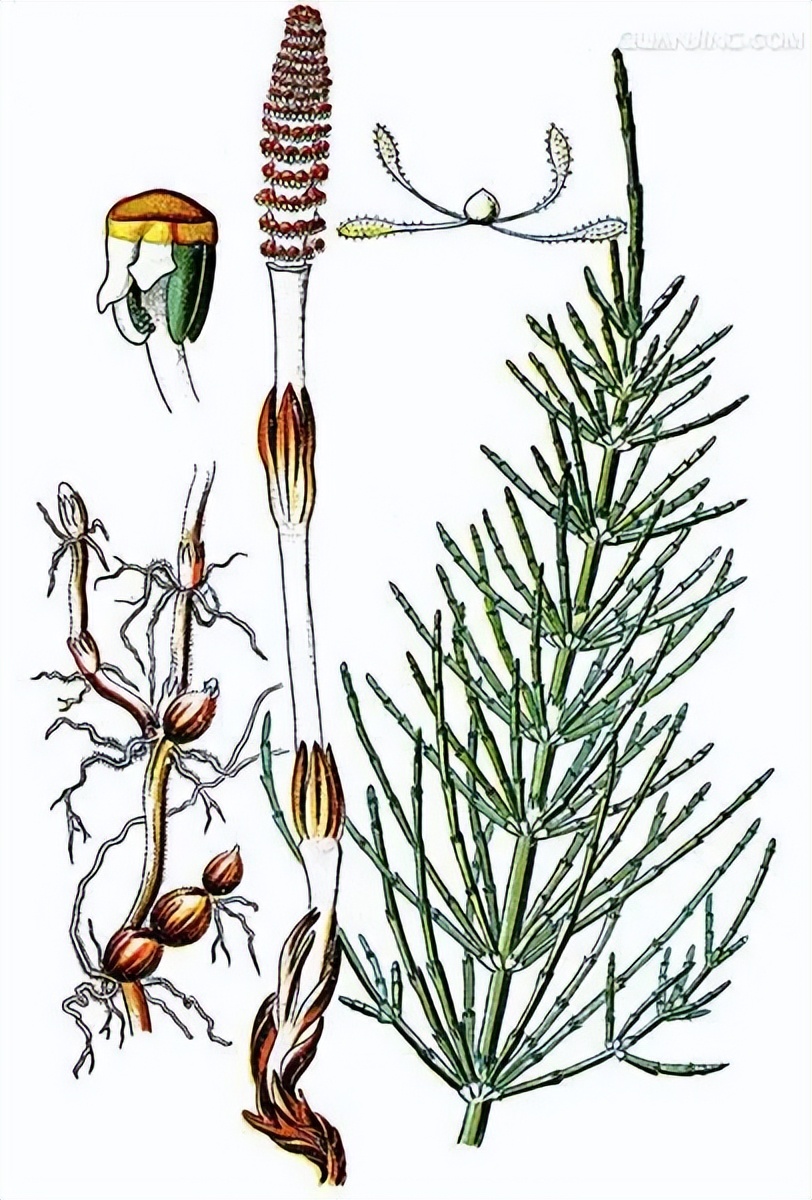 野生可食植物：1.问荆