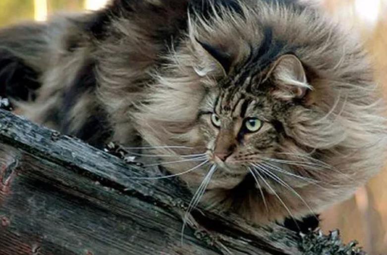 猫界智商最高的5种猫,盘点5种高智商猫咪