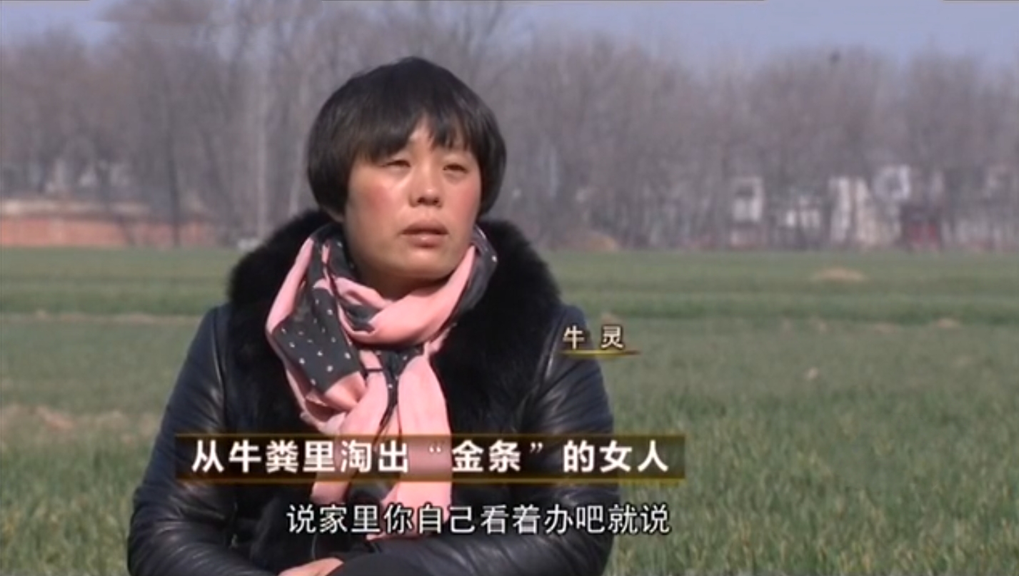 青藏姑娘徒手抓牛粪,中国美女徒手偷牛粪