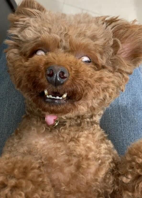 怎么让狗狗有安全感睡觉,宠物狗没安全感的几种表现