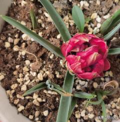 荷兰的国花郁金香有多少种,荷兰郁金香重瓣