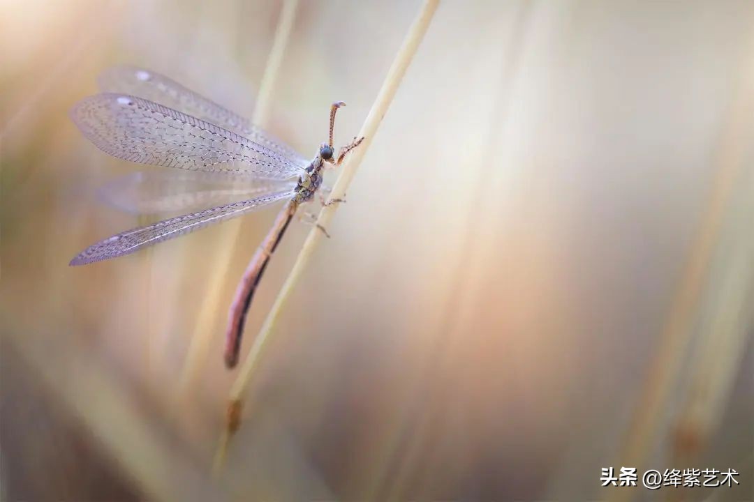 微距镜头之下的苍蝇,苍蝇微距拍摄