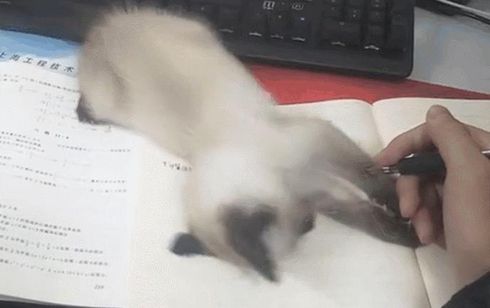 救命！猫咪太黏我了怎么办？