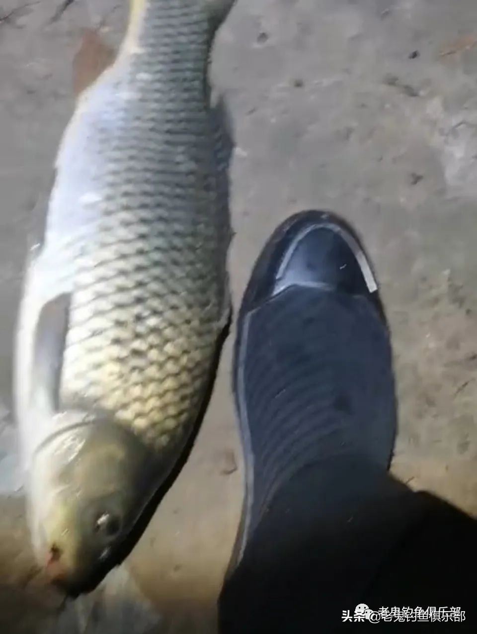 老鬼“老三样”夜擒大物，心想事成