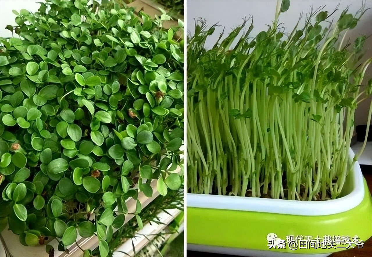不用土壤也能种出蔬菜,无土栽培蔬菜自来水