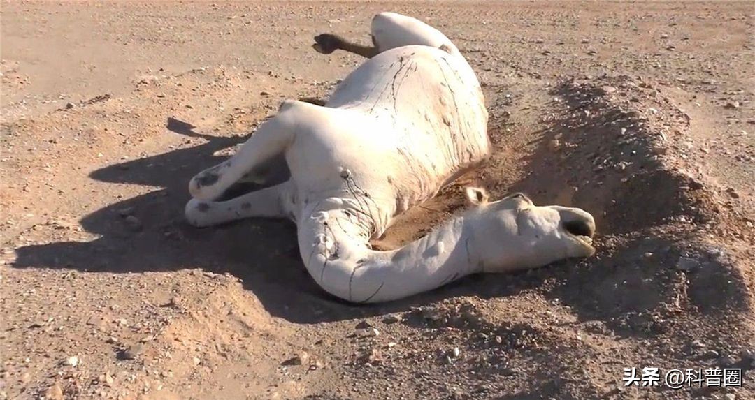 为什么渴死在沙漠里的骆驼不要碰,在沙漠里遇到死骆驼为什么不能碰