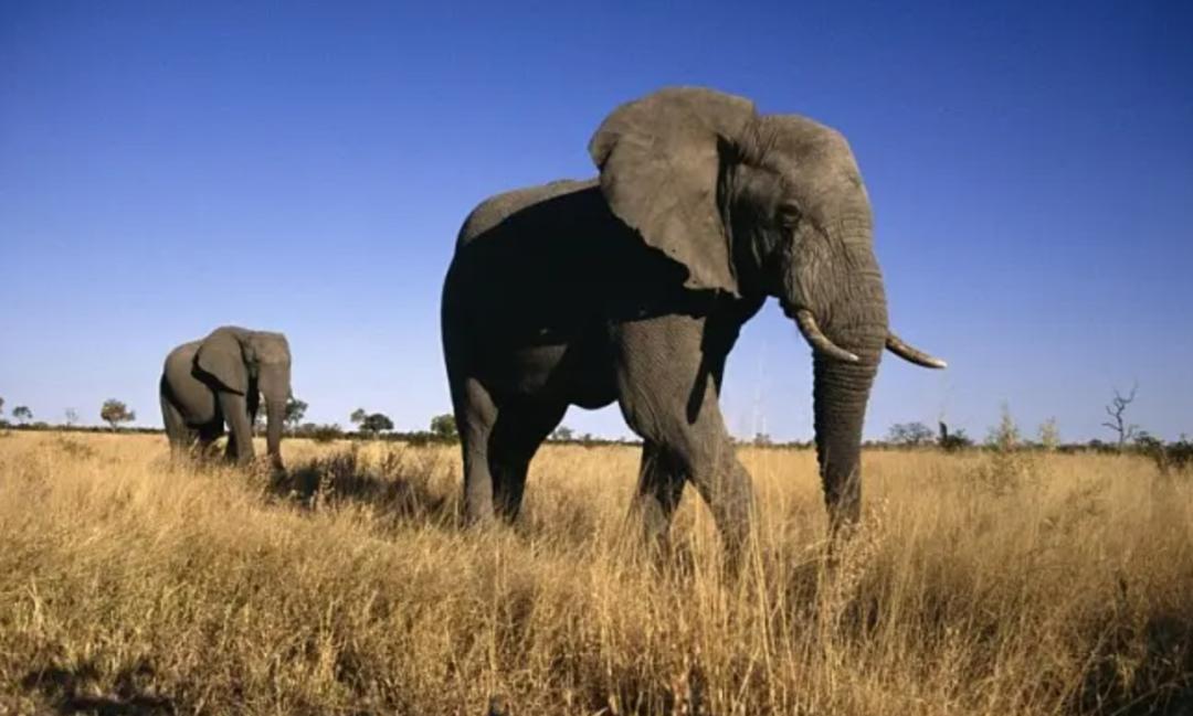 有多少诺贝尔奖得主不相信进化论,为什么越来越多的人不相信进化论