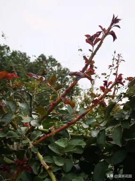 藤本月季过冬枝条发皱,月季水浇多了枝条干瘪发皱