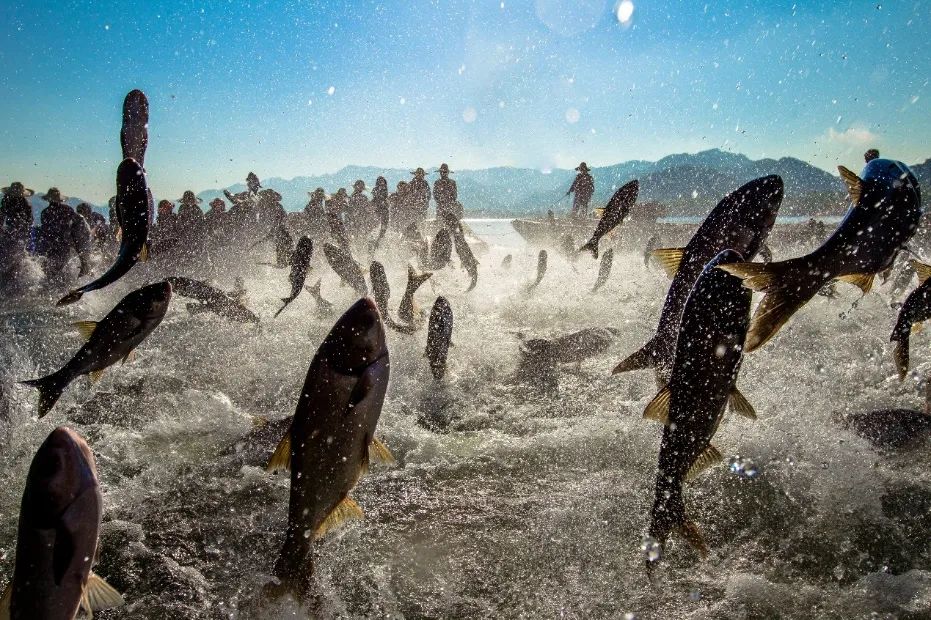 四大淡水名鱼是些什么鱼,四大家鱼青鱼是鲤鱼吗