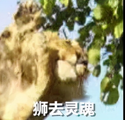 别人家的猫是液体还是固体,猫都是水做的