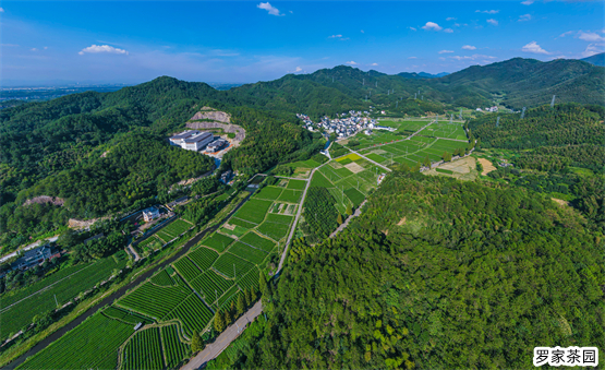 茗皇天然茶叶,茗皇天然茶业有限公司