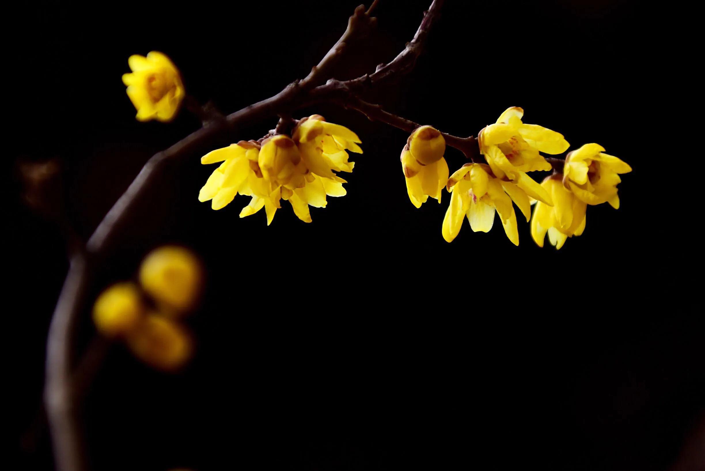 花卉摄影秋日的浪漫,花卉摄影春暖梅花开