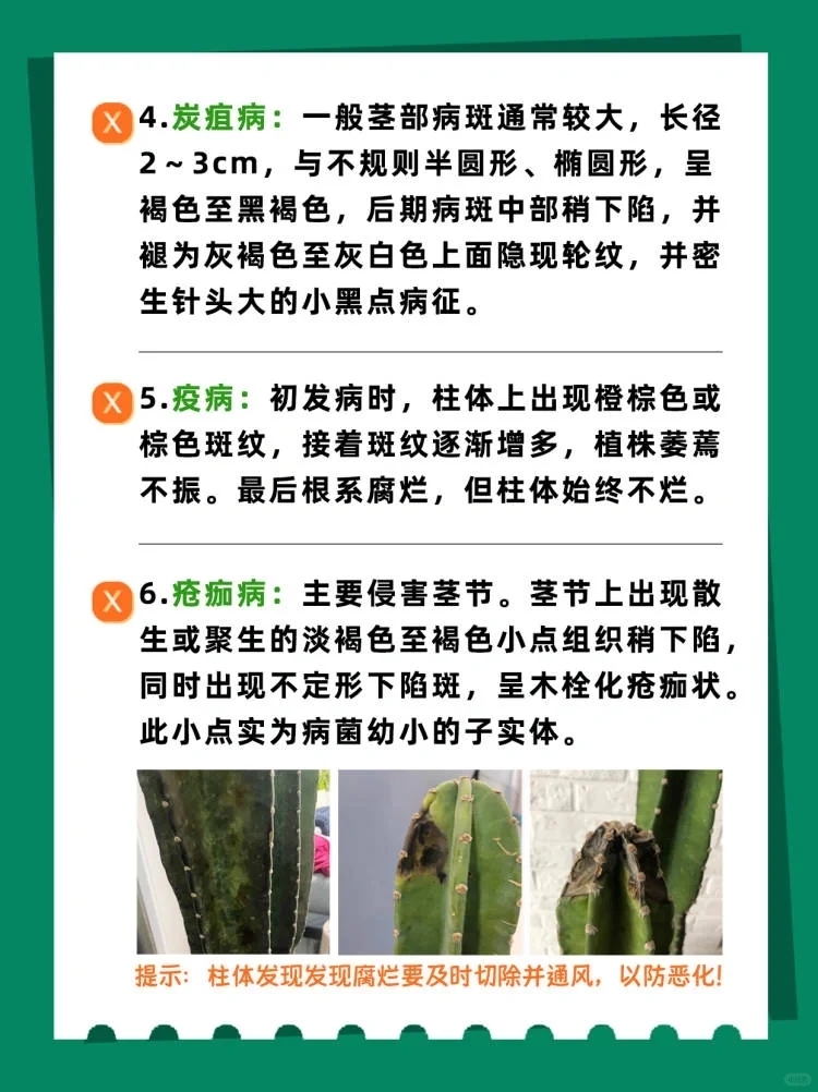 量天尺冬天养护方法,量天尺的寓意及养护