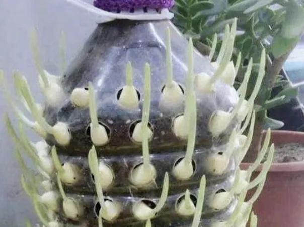 塑料瓶种花种菜的方法,塑料瓶种菜最佳种植方法