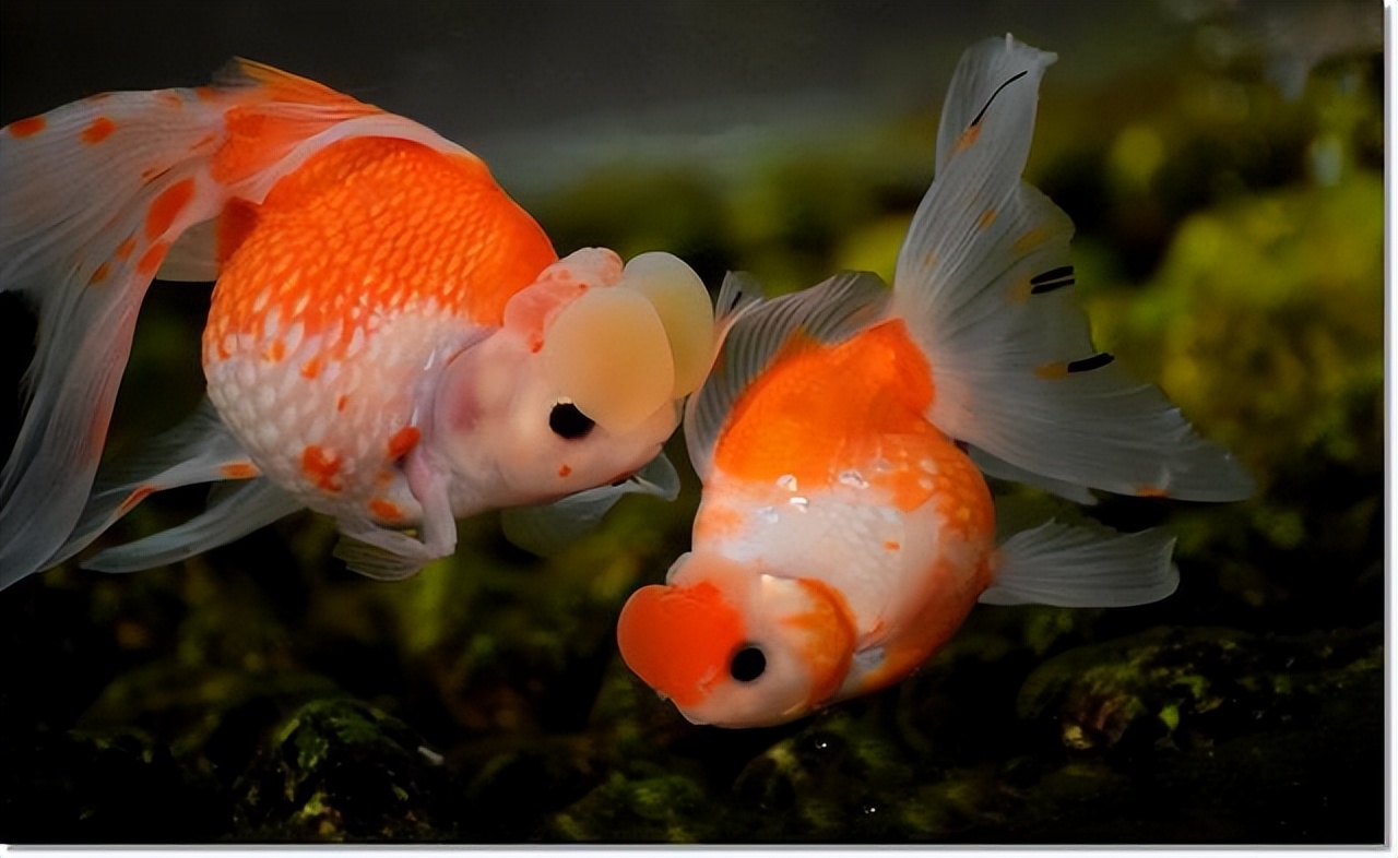 养金鱼总是养几天就死了？教你一养鱼技巧，养好几年都活泼乱跳的