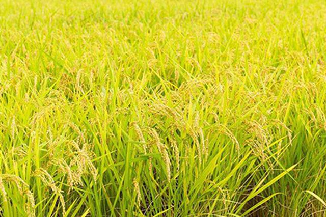 天津的特产什么地方的最正宗,天津著名的特产有哪些