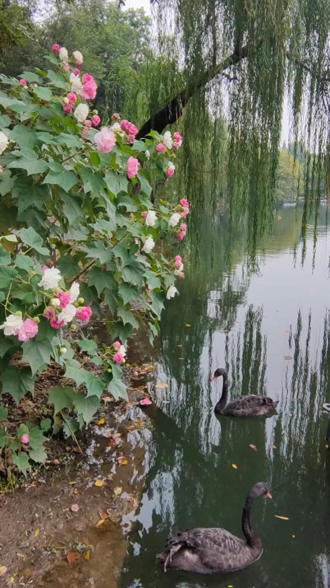 苏州东园园林地址,苏州东园园林简介