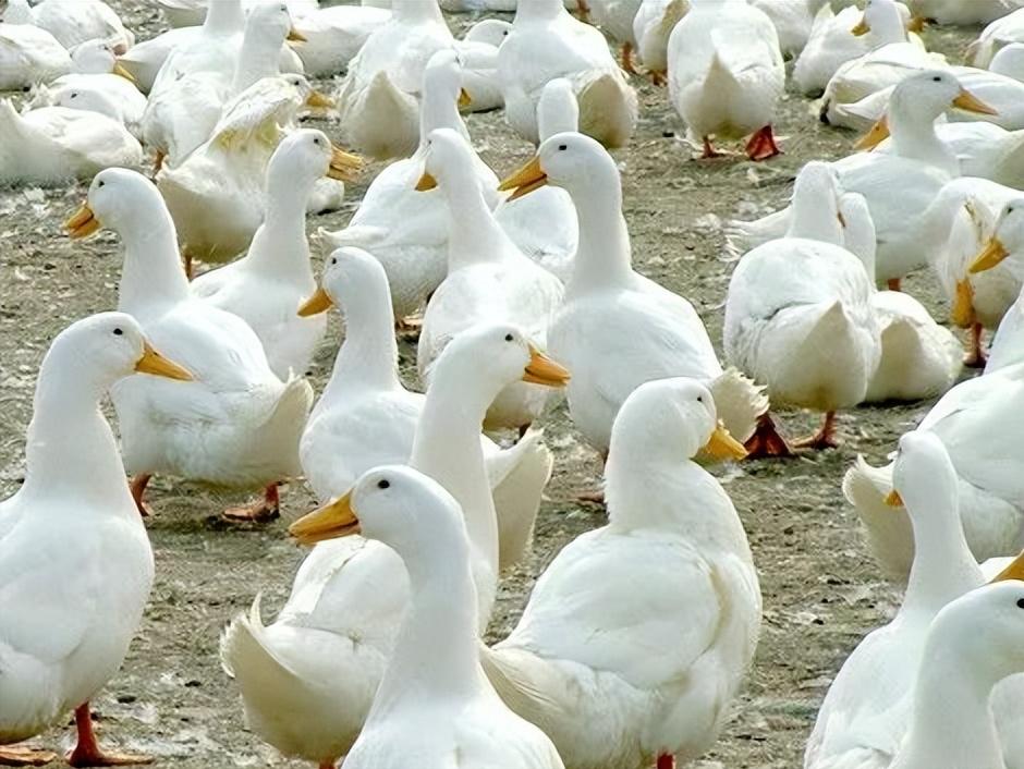 鸭子咳嗽甩鼻流泪怎么办,鸭子喷嚏咳嗽
