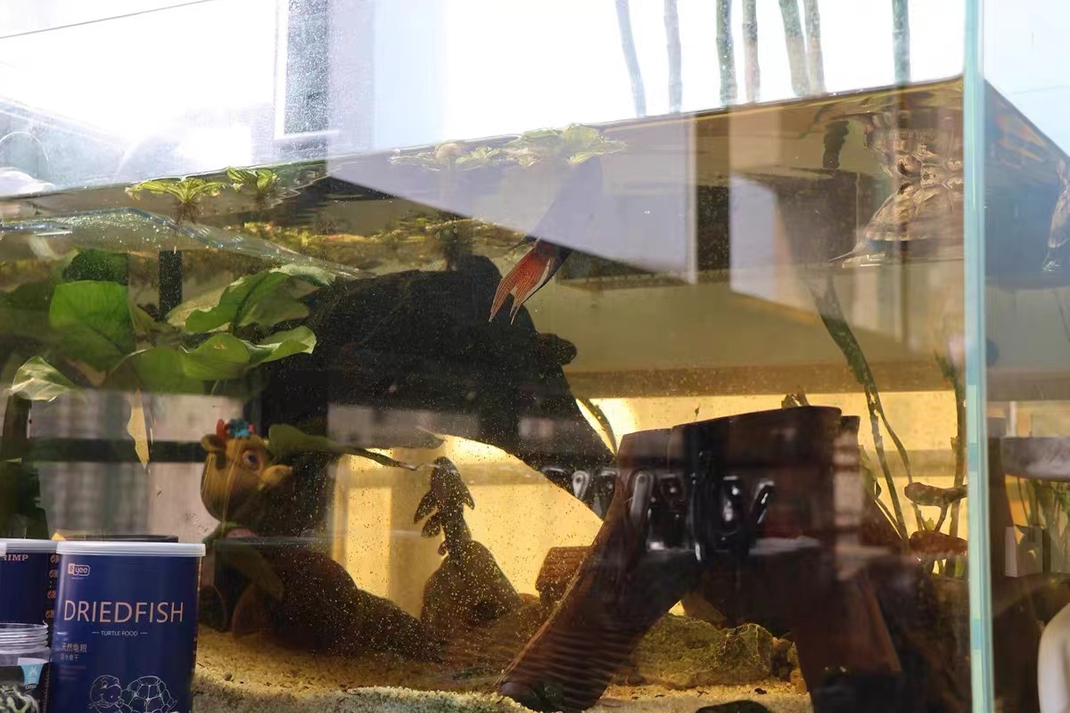 用河沙过滤可以解决鱼缸黄水吗,用土霉素鱼缸黄水了需要处理吗