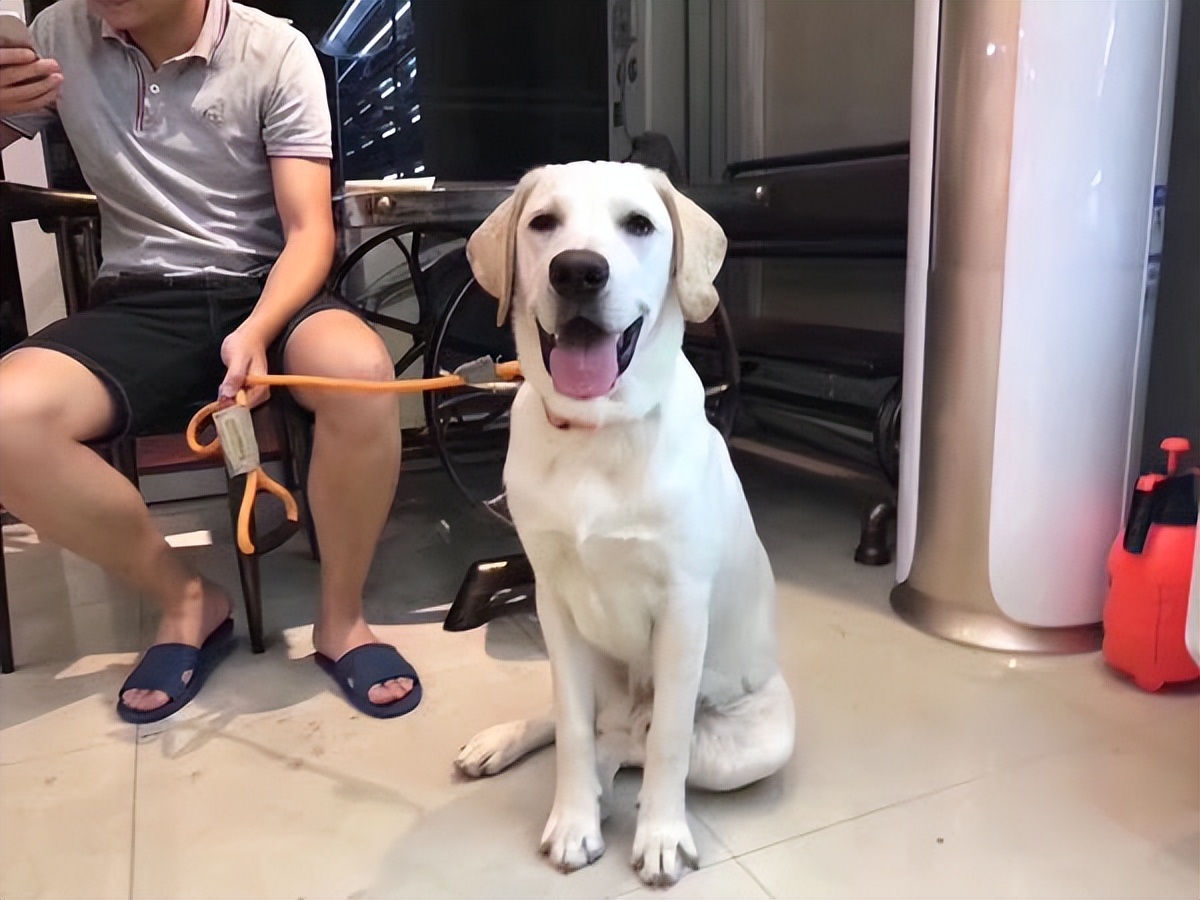 养狗小技巧之拉布拉多怎么训练,养狗新手入门必知拉布拉多怎么养