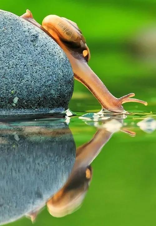 蜗牛高清壁纸4k全屏,蜗牛唯美动画壁纸