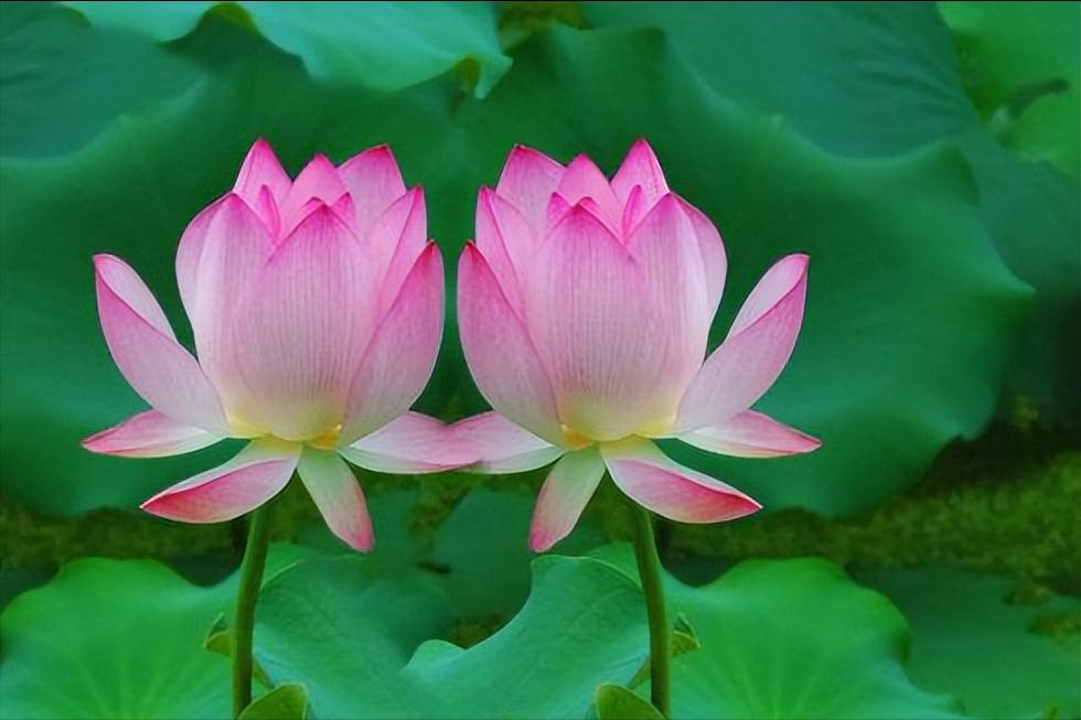 70句唯美荷花诗词,关于荷花的绝美诗句